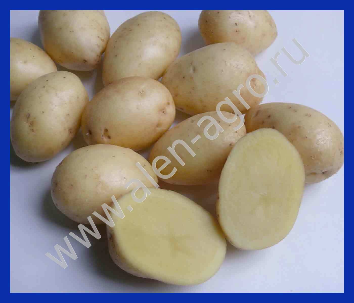 Сорт картофеля кемеровчанин